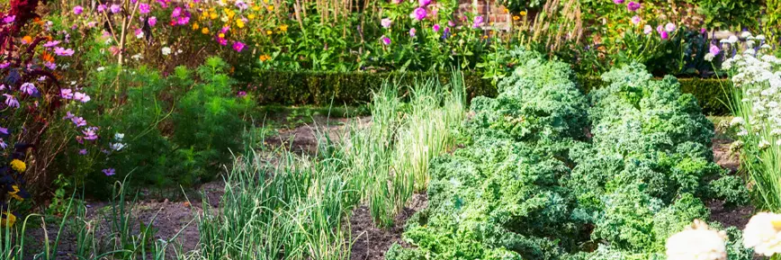 Enjoy 30% Off Spring-Flowered Bulbs at J Parkers