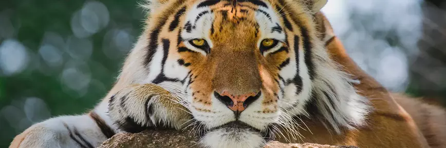 Up to 38% Off with a £1 Kids Pass Trial at Dartmoor