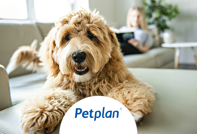 Free Pet Insurance Quotes with Pet Plan Promo