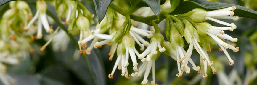 Get 10% Off Orders at Crocus