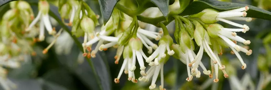 Get 10% Off Orders at Crocus