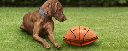 Everyday Pet Insurance