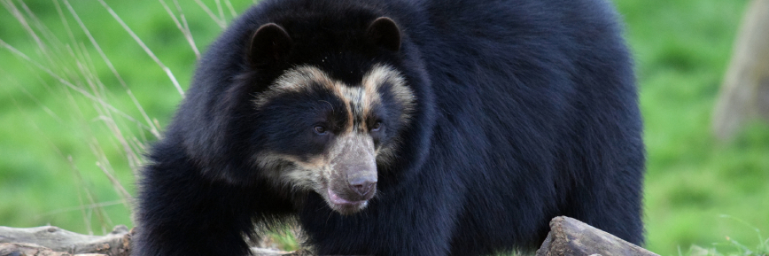 Noah's Ark Zoo Farm Discount | Zoo Membership – Unlimited Visits + 10% Off