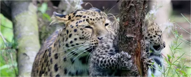 leopards at twycross zoo