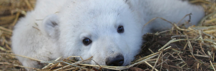 Get Up to 33% Off Tickets with a £1 Kids Pass Trial | Highland Wildlife Park