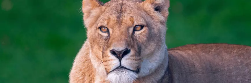 Up to 27% Off With a £1 Kids Pass Trial | Africa Alive