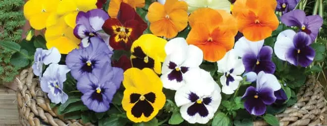 Van Meuwan Discount Codes