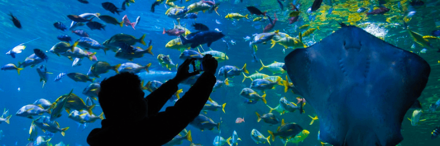 Kids Go Free at Blue Planet Aquarium with Kids Pass