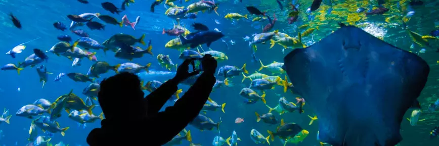 Kids Go Free at Blue Planet Aquarium with Kids Pass