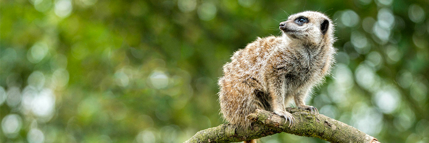 Get 20% Off Residents Discount with this Blackpool Zoo Offer