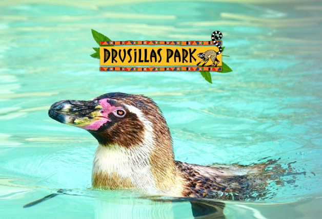 Up to 25% off day tickets with Kids Pass | Drusillas Park Promo