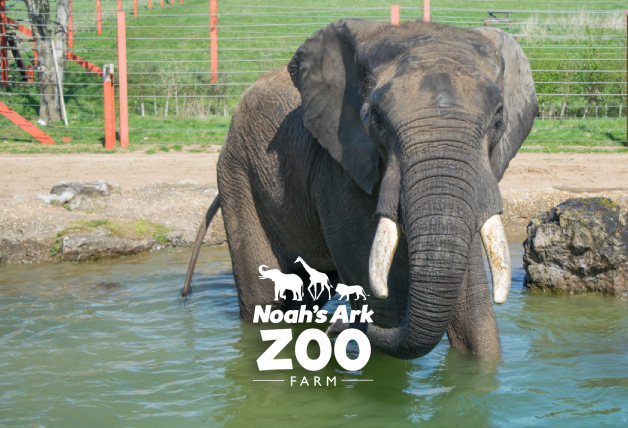 Zoo Membership – Unlimited Visits + 10% Off | Noah's Ark Zoo Farm Discount