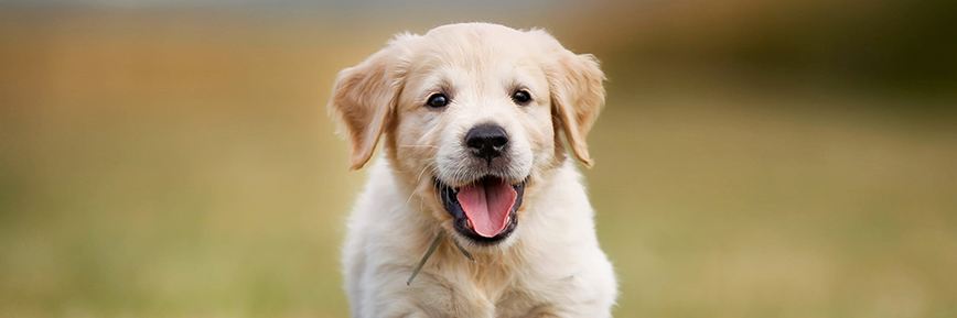 Aprovecha Descuentos de hasta el 70% con las Ofertas Tiendanimal