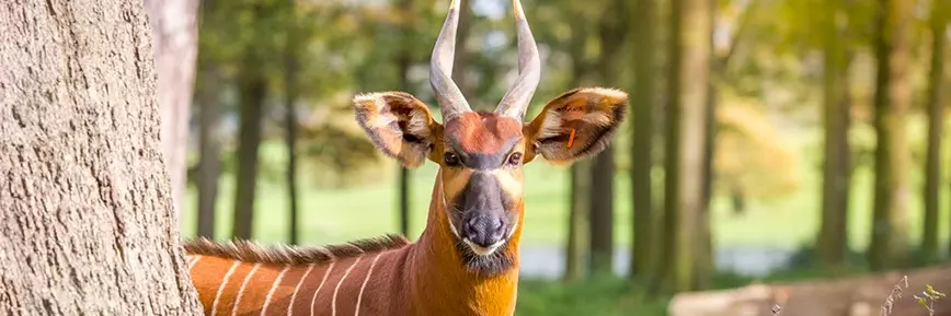 Up to 30% Off with Kids Pass | Woburn Safari Park Promo Code