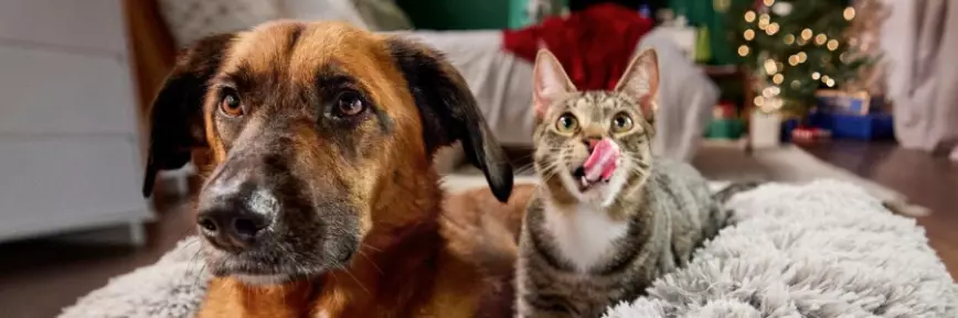 Chewy - Up to 40% Off