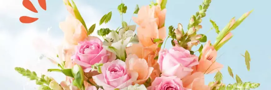 Neu bei Bloom & Wild: profitiere von 25% Studentenrabatt