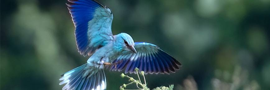 Enjoy Up to 50% Off Sale at RSPB