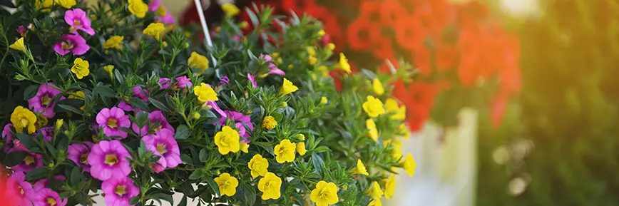 Up to 70% Off Special Deals with this Gardening Express Discount