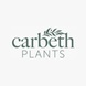 Carbeth Plants - Great Deal