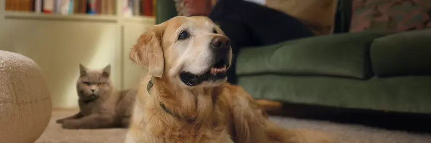 Save Up to 15% Discount on Multi-pet Mix-and-match Plans with ManyPets Promo