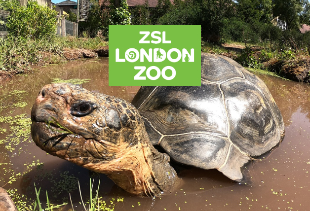 Save Up to 50% Off in the ZSL Shop Sale with this London Zoo Discount Code