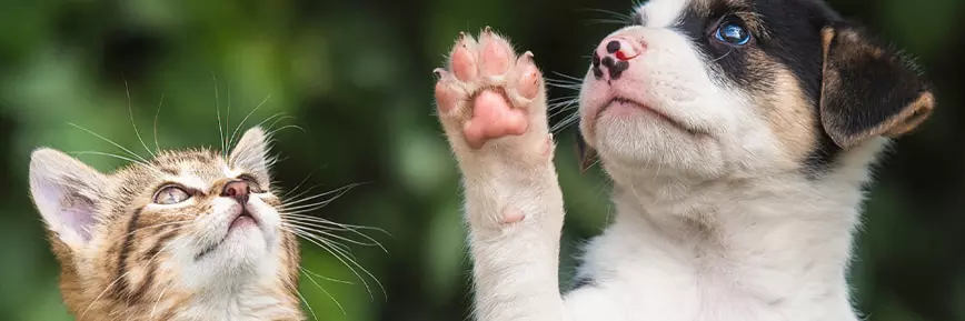 -10% pour Chouchouter Votre Animal : Friandises Spéciales Saint-Valentin