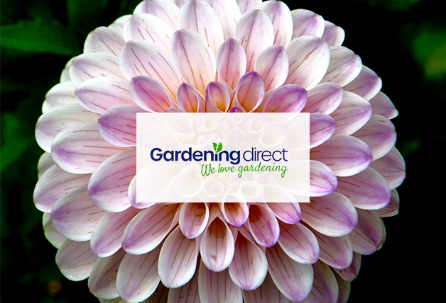 Mother's Day: 10% Off Plants | Gardening Direct Discount Code