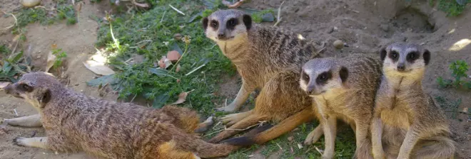 Battersea Park voucher banner