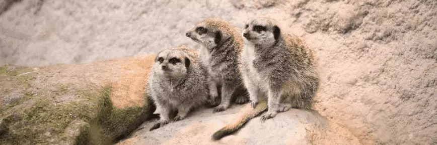 Standard Entry Ticket from just £35 at London Zoo