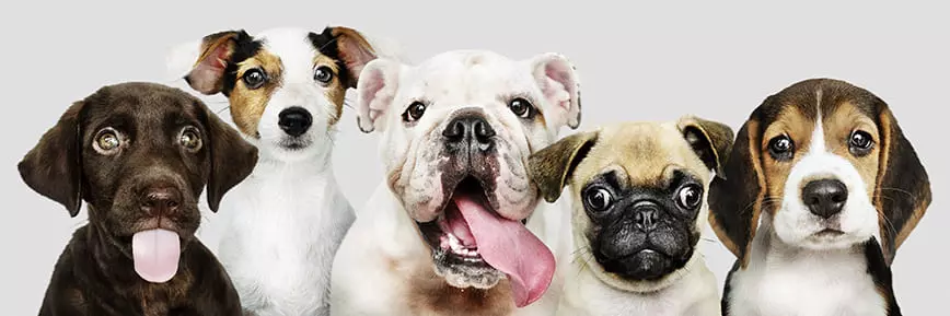 Fressnapf Willkommensrabatt: Neukunden sparen jetzt 12% mit dem Gutschein