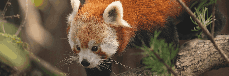 Save Up to 17% with a £1 Kids Pass Trial | Marwell Zoo Discount