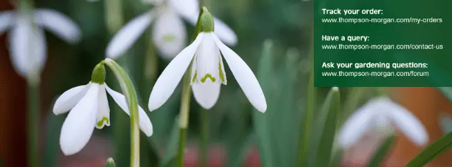 Thompson & Morgan Voucher Code