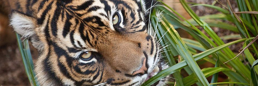 Save Up to 33% off Tickets with Kids Pass | Dudley Zoological Gardens Offer