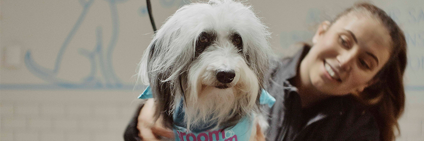 Enjoy 10% Off Selected Pet Accessories with Pets at Home Discount Code