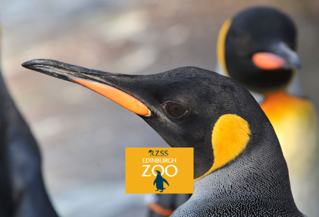 Save Up to 32% off Tickets with Kids Pass | Edinburgh Zoo Discount